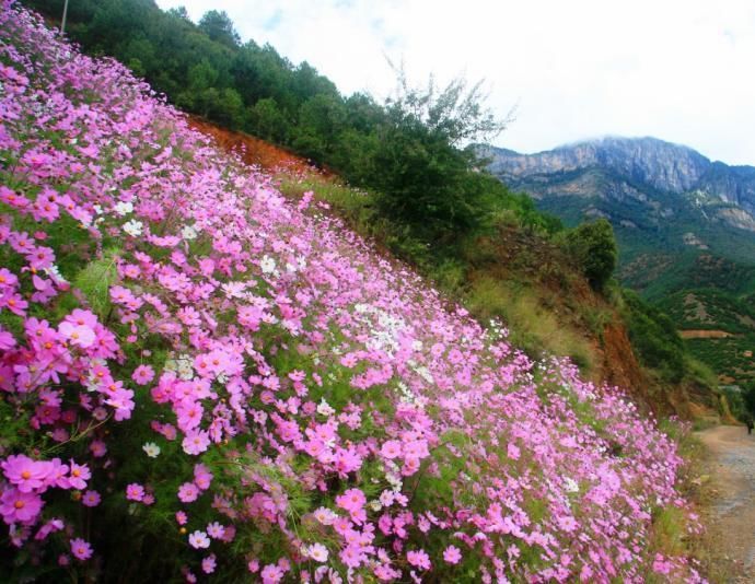 白水臺(tái)路邊波斯菊.jpg