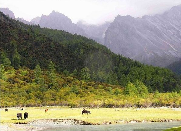 沖古寺牛場(chǎng)_nEO_IMG.jpg